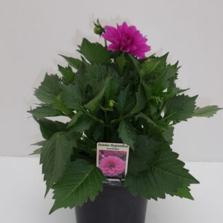DAHLIA P17 ( 7110 )