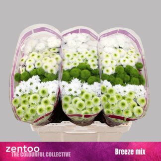 Chr S Gem Breezemix (20511)