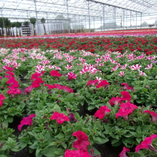PETUNIA B10S ( 4506 )