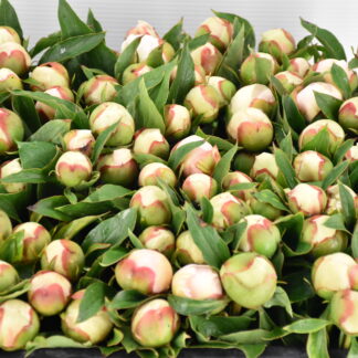 Pivoine Pêcher 50cm - Fleurs de France (20449)