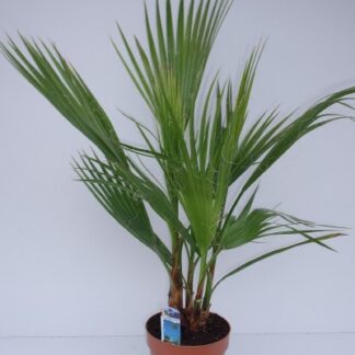 WASHINGTONIA robusta P30 ( 5924 )