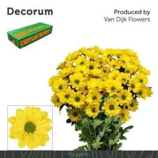 Chr T Copa Decorum (20131)