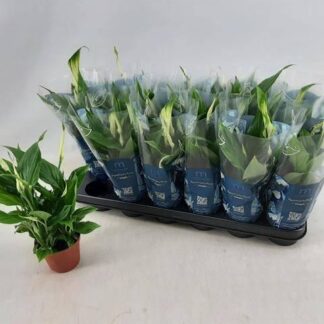 Spathiphyllum P09 ( 2550 )