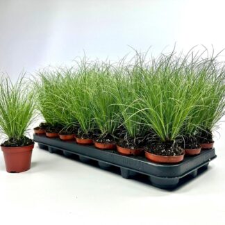 CAREX bronco P10 ( 3457 )