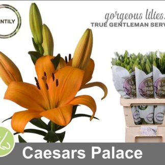 Li La Caesars Palace 5+ (20327)