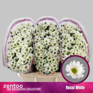 CHR S ROSSI WHITE (20511)