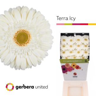 Ge Gr Ter Icy - Gerbera United (20232)
