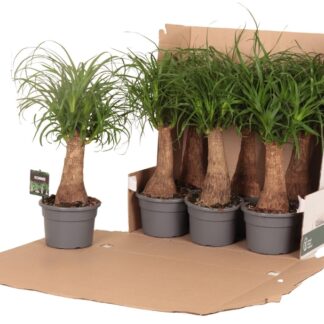 BEAUCARNEA nolina P17 ( 9581 )