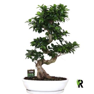 FICUS ginseng D40 ( 9048 )