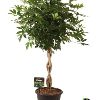 SCHEFFLERA gold capella P30 ( 3973 )