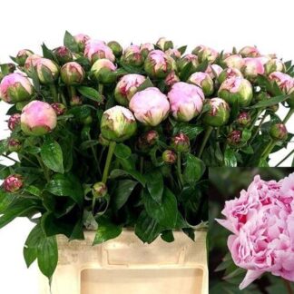 Pivoine Sarah Bernhardt 50cm - Fleurs de France (20449)
