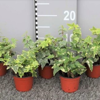 Hedera Mix P09 ( 1831 )