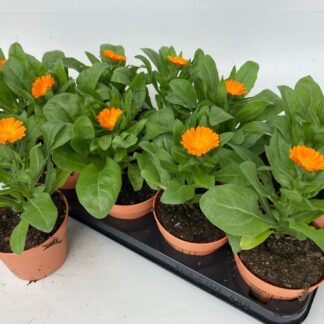 SOUCI orange et jaune P11 ( 6991 )