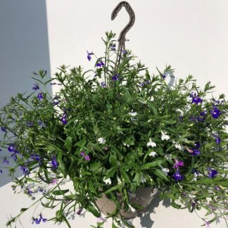 LOBELIA mélange S27 ( 1250 )