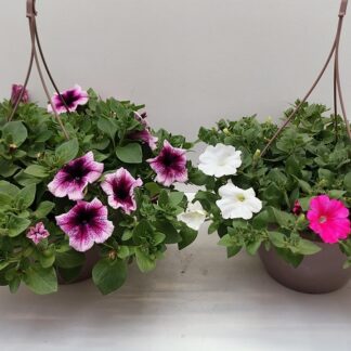 PETUNIA RETOMBANT S27 ( 1306 )