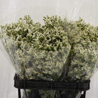 Limonium Blanc - Fleurs de France (20324)