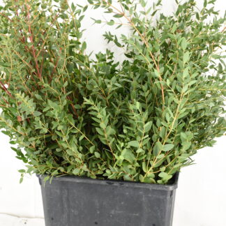 Eucalyptus Parvifolia - Fleurs de france (20451)