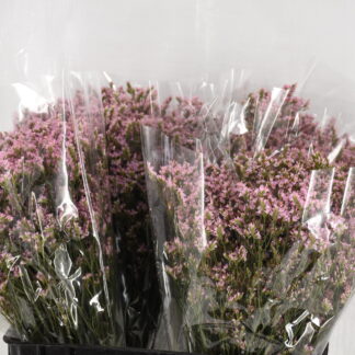 Limonium Rose - Fleurs de France (20324)