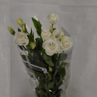 Lisianthus blanc - Fleurs de france (20328)