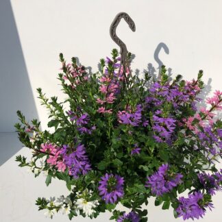 SCAEVOLA trio Aemula S27 ( 2430 )