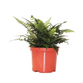 FOUGERES mix Exterieur P17 ( 6839 )