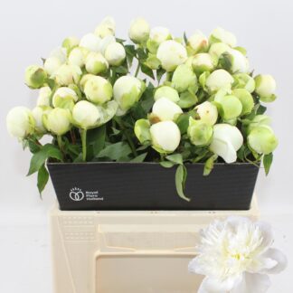 Pivoine Duchesse de Nemours 50cm - Fleurs de france (20449)