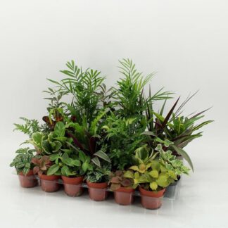 Plante verte Mixte p09 ( 2513 )