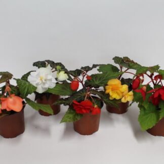 BEGONIA waterfall P12 ( 8527 )
