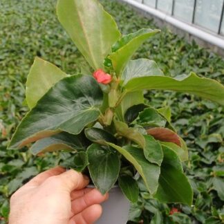 BEGONIA (N) dragon wing P10 ( 3317 )