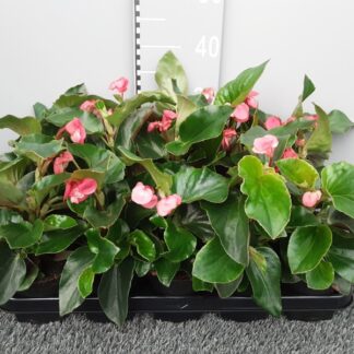 BEGONIA (N) dragon wing P10 ( 3317 )