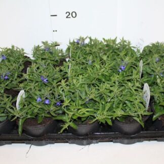 LOBELIA (N) P10 ( 4650 )