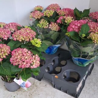 HORTENSIA P15 ( 4432 )
