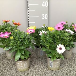 OSTEOSPERMUM P10 ( 5198 )