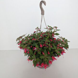 FUCHSIA mix S27 ( 1245 )