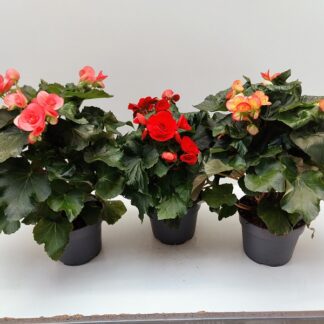 BEGONIA 3 boutures P17 ( 4735 )