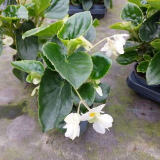 BEGONIA Dragon wing P10 ( 2772 )