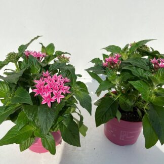 PENTAS P12 ( 4912 )