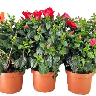 HIBISCUS P30 ( 3960 )