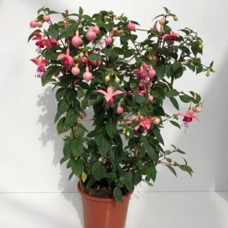 FUCHSIA espalier P19 ( 1699 )