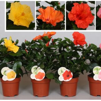 HIBISCUS mix P13 ( 3286 )