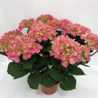 HORTENSIA P17 - Plusieurs couleurs ( 5861 )