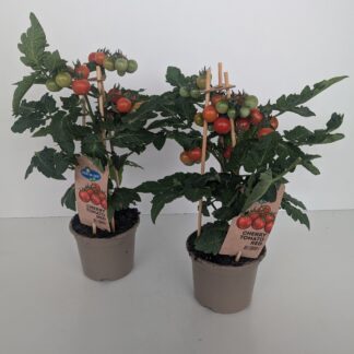 TOMATE CERISE pyramide P14 ( 6128 )