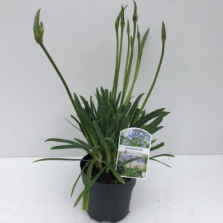 AGAPANTHE P17 ( 6369 )