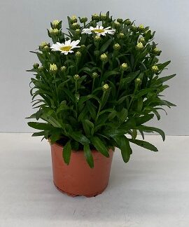 LEUCANTHEMUM P19 ( 5647 )