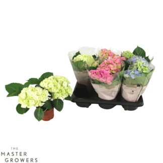 Hortensia Mix P10 ( 3953 )