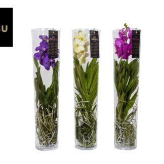 ORCHIDEE VANDA hyb michelle mix Vase P17 ( 6520 )