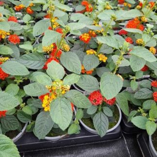 LANTANA P10 ( 7336 )