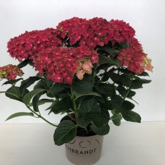 HORTENSIA rembrandt Ext P23 - Plusieurs couleurs ( 8177 )
