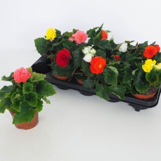 BEGONIA tubéreux P10 ( 3849 )