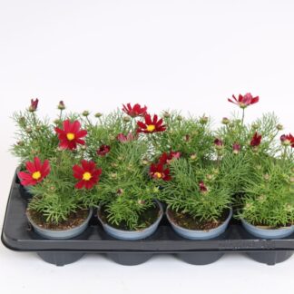 COSMOS P13 ( 2300 )